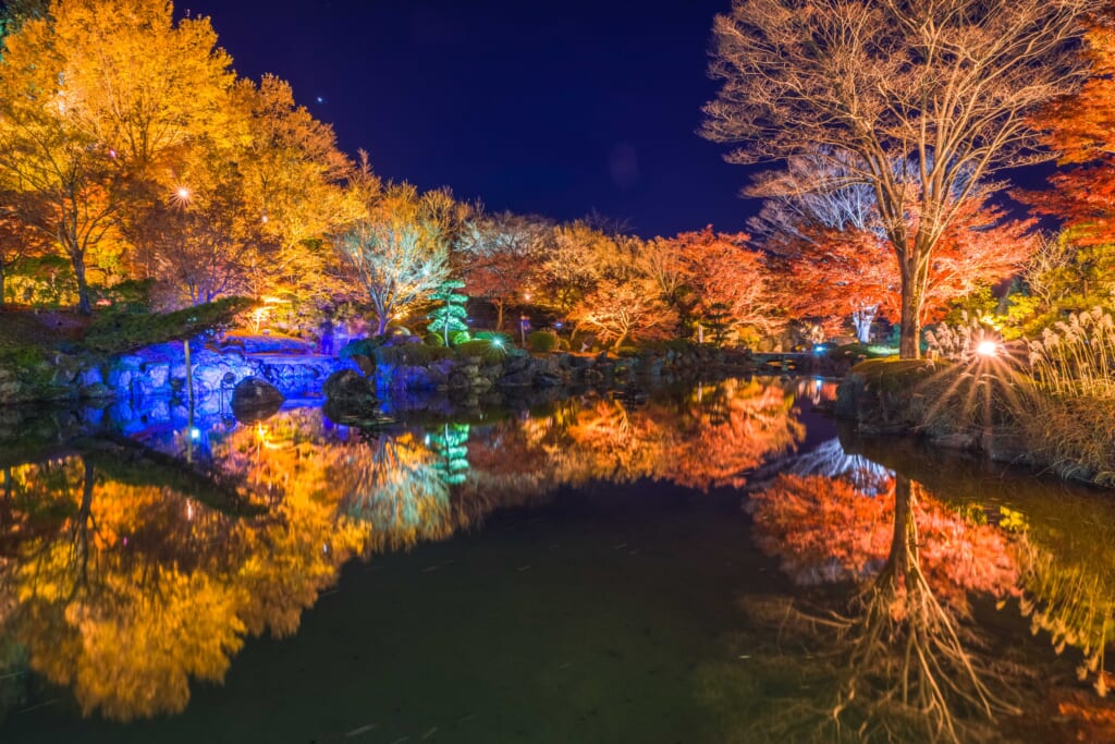フユザクラの桜山公園ライトアップ