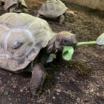 【画像】生き物との距離が驚くほど近すぎる！　日本最大級の爬虫類・両生類動物園「体感型動物園iZoo」 〜 画像1