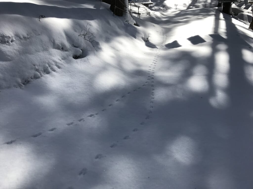 シカの足跡写真