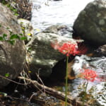 【画像】日本海名物のカニも登場！　食も運動も満喫できて温泉にも浸かれる「ONSEN・ガストロノミーウォーキング」に参加してみた【後編】 〜 画像1