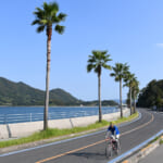 生口島北岸・パームツリーを走行する自転車