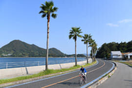 生口島北岸・パームツリーを走行する自転車