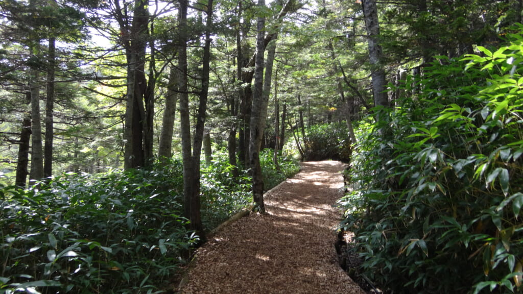 登山道入り口付近