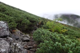 日本アルプスなどで「森林限界」を越えると、ハイマツなどの高山特有の植物が見られる