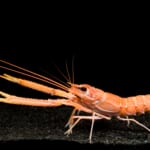 【画像】沼津港深海水族館に聞く！　深海のおいしい生物たち【へんないきもの・深海魚編 vol.03】 〜 画像1