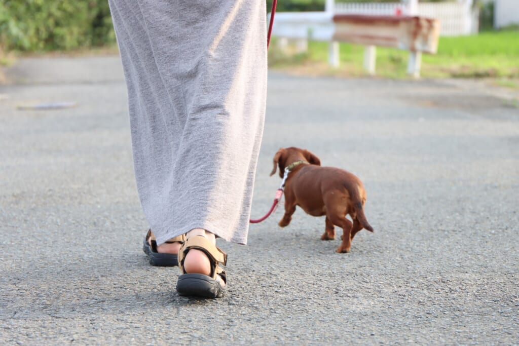 犬の散歩