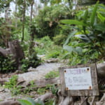 【画像】咬まれるとマムシよりも危険!?　南西諸島で恐れられる毒ヘビ・ハブの〝生態と対策〟とは 〜 画像1