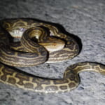 【画像】咬まれるとマムシよりも危険!?　南西諸島で恐れられる毒ヘビ・ハブの〝生態と対策〟とは 〜 画像1