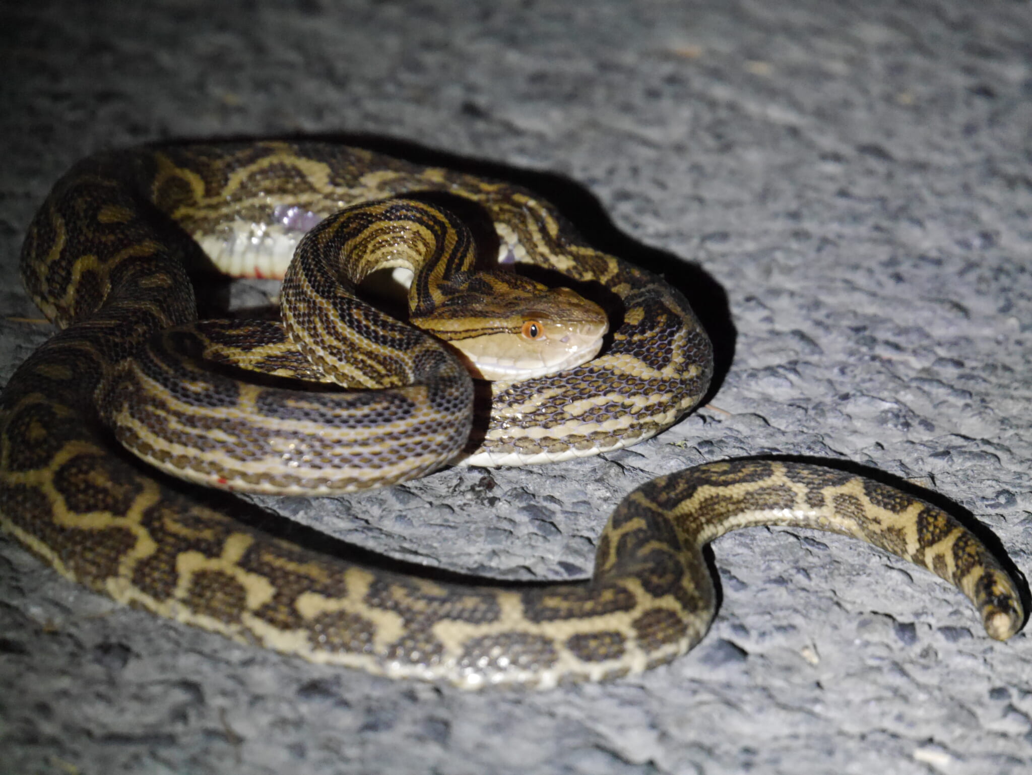 咬まれるとマムシよりも危険!? 南西諸島で恐れられる毒ヘビ・ハブの〝生態と対策〟とは | soto lover - ソトラバ ~ソトラバなら ...