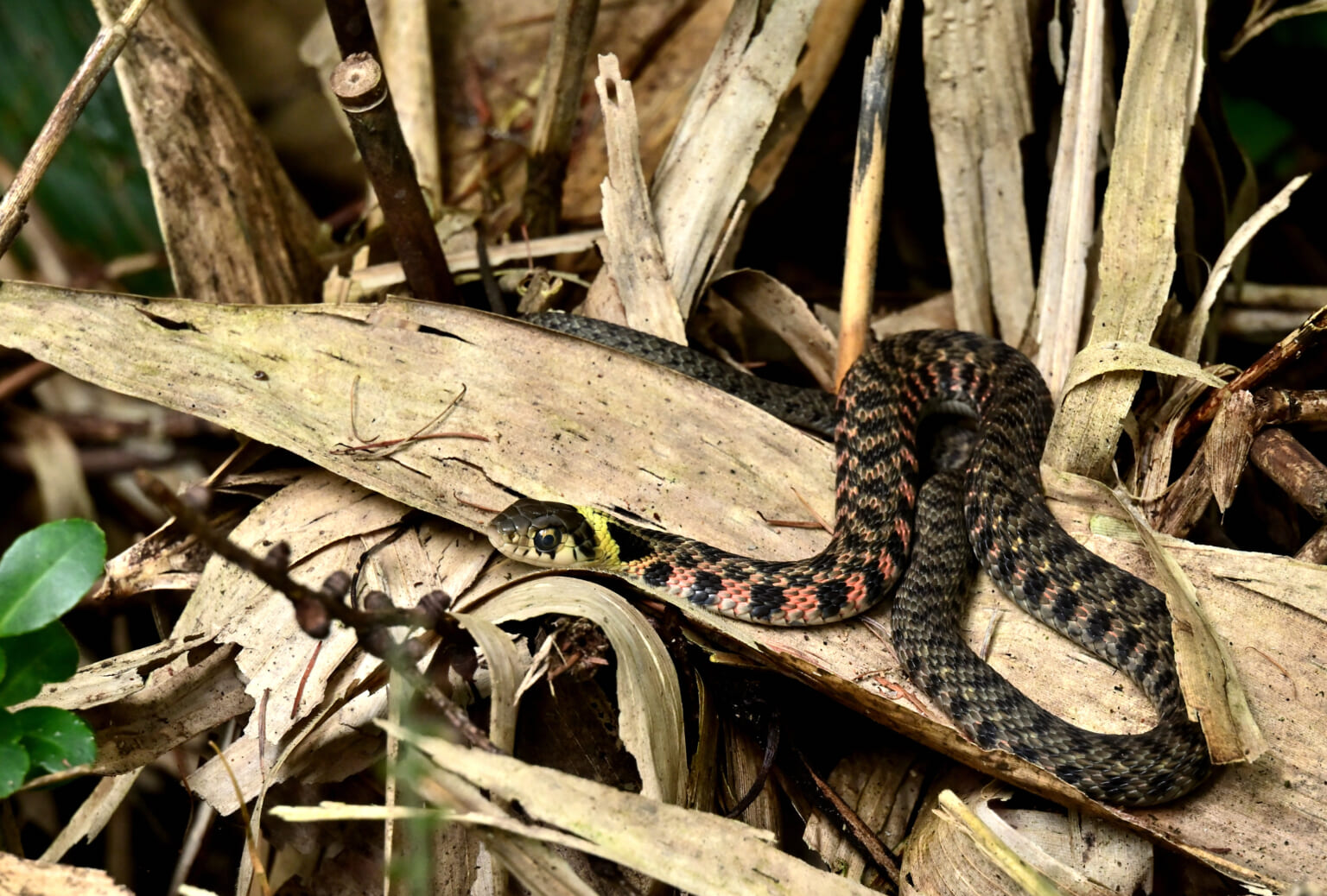 毒の強さはコブラクラス!? おとなしくても油断できない毒ヘビ・ヤマカガシの〝生態と対策〟 | soto lover - ソトラバ ~ソトラバ ...