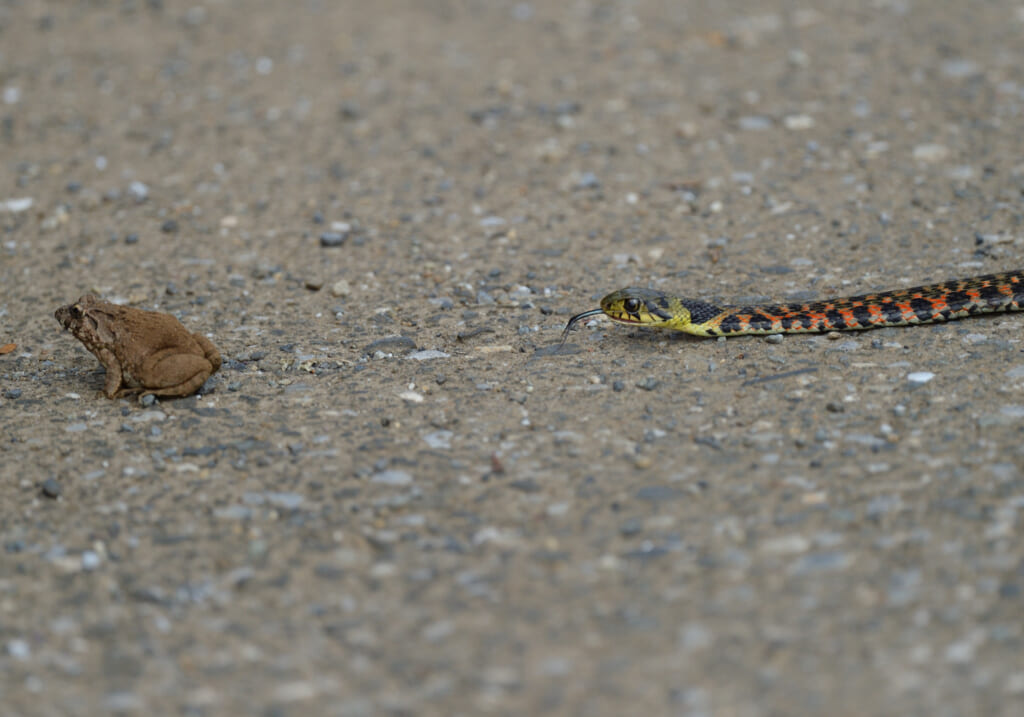 snake3_04 | soto lover - ソトラバ