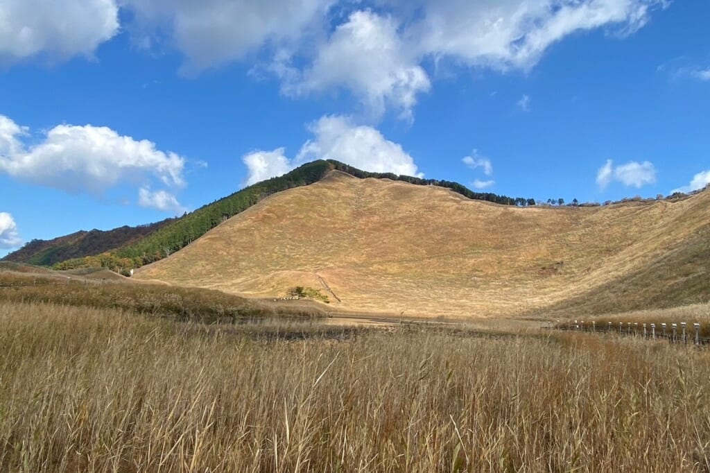 曾爾高原