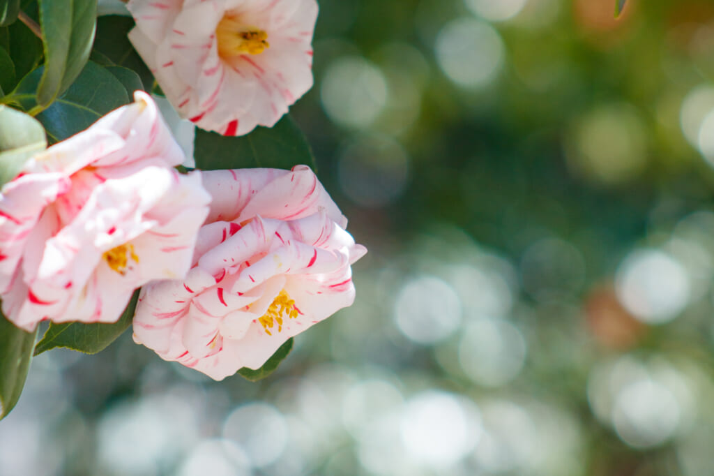 多くの花をつけるオトメツバキ