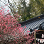 【画像】東京都内で見に行ける！　種類別の撮影術指南つき!!　冬に咲く花5選【関東エリア】 〜 画像1