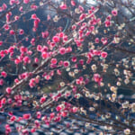 【画像】東京都内で見に行ける！　種類別の撮影術指南つき!!　冬に咲く花5選【関東エリア】 〜 画像1