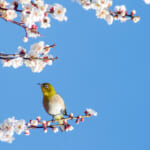 【画像】東京都内で見に行ける！　種類別の撮影術指南つき!!　冬に咲く花5選【関東エリア】 〜 画像1