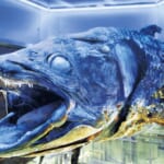 【画像】沼津港深海水族館に聞く！　摩訶不思議なシーラカンスの世界【へんないきもの・深海魚編 vol.01】 〜 画像1