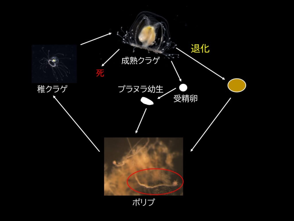 ニホンベニクラゲの生活史