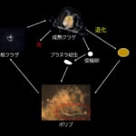 【画像】幽霊が共食い！　死ぬ寸前に若返る!!　摩訶不思議すぎるクラゲの世界【へんないきもの・クラゲ編　vol.02】 〜 画像1