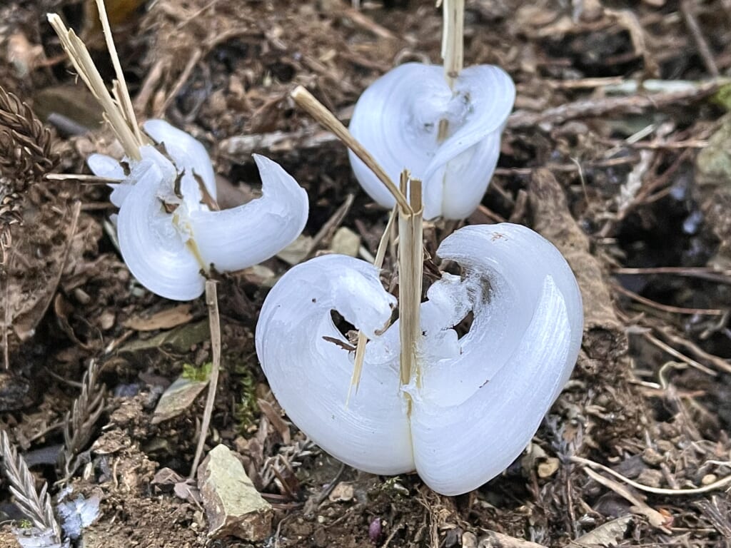 シモバシラにできた氷の花