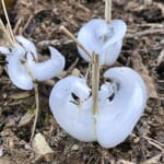 シモバシラにできた氷の花