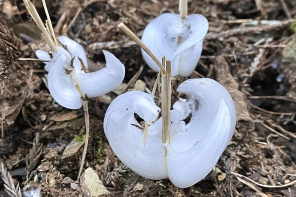 シモバシラにできた氷の花