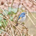 【画像】高尾山の冬の芸術「氷の花」に感動!!　特製お弁当付きの観察ツアー開催【2024年1月20・21日】 〜 画像1