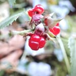 【画像】高尾山の冬の芸術「氷の花」に感動!!　特製お弁当付きの観察ツアー開催【2024年1月20・21日】 〜 画像1