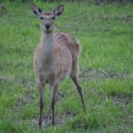 【画像】害獣だった鹿が町の名物になるまで。どこよりも新鮮なシカ肉を届けるために【三陸・大槌のジビエプロジェクト   vol.01】 〜 画像1