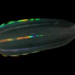 【画像】反射するヤツ、発光するヤツ。幻想的な光を放つのはなぜ？【へんないきもの・クラゲ編  vol.03】 〜 画像1