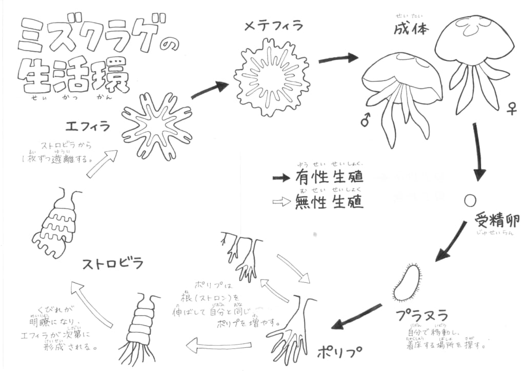 ミズクラゲの生活環