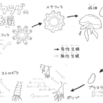 【画像】生まれてから大人になるまで何度も変身!!　クラゲの誕生から大人になるまで【へんないきもの・クラゲ編　vol.01】 〜 画像1