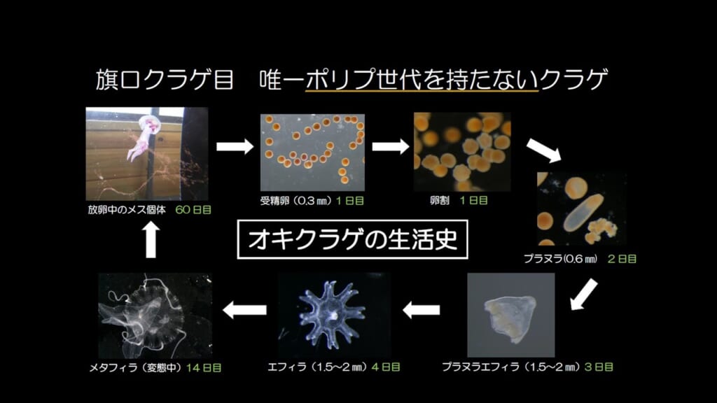 オキクラゲの生活史