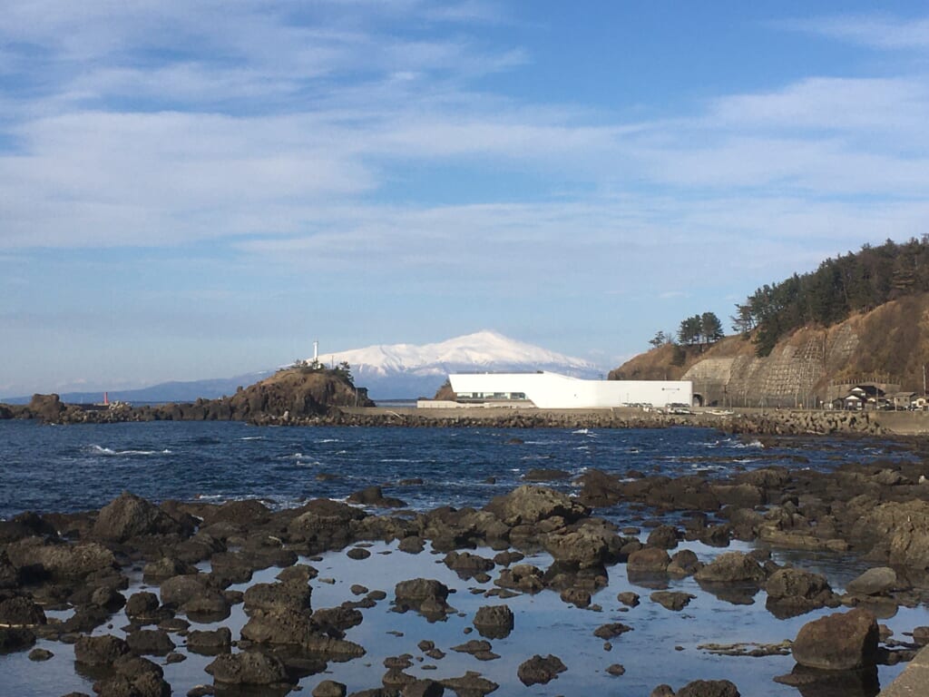 加茂水族館前の海にもクラゲが生息している