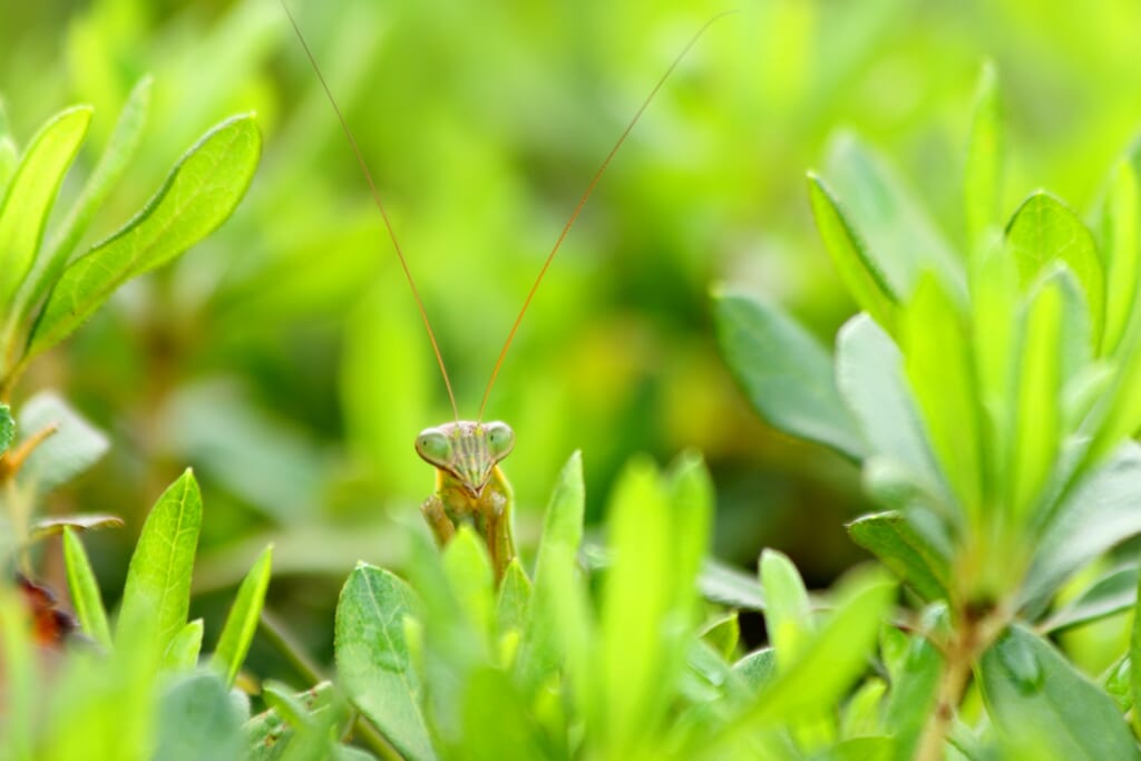 草の中のカマキリ