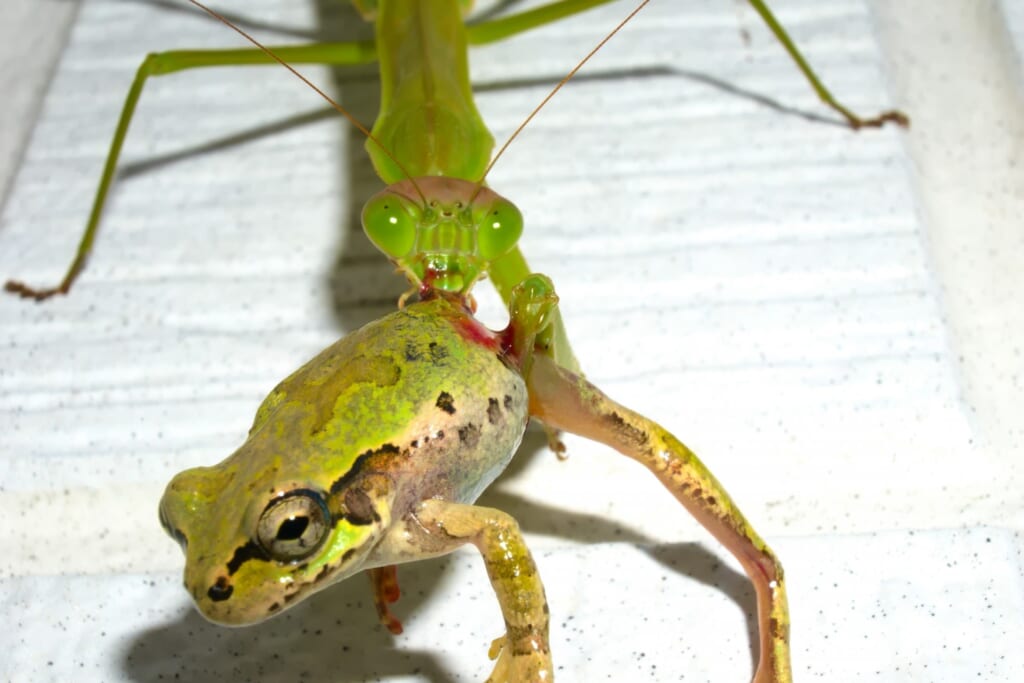 カエルを捕食するカマキリ