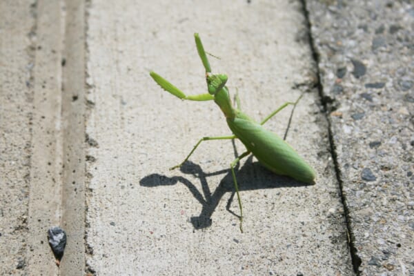 威嚇するカマキリ