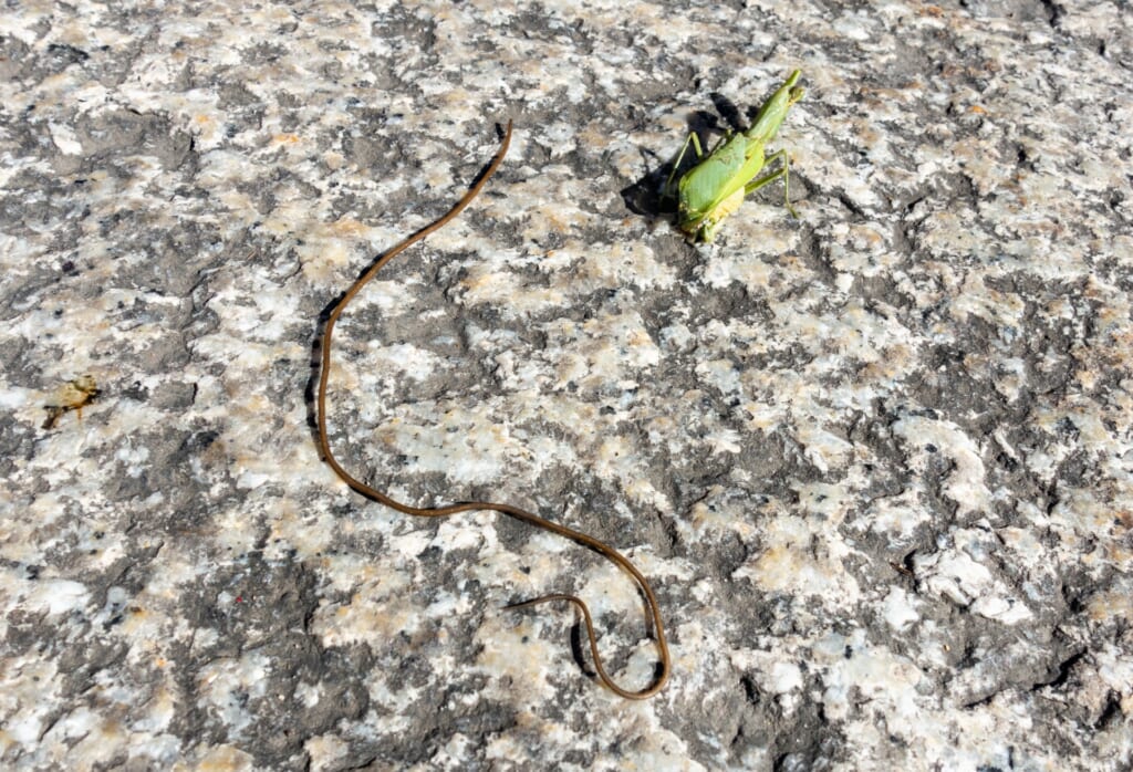 ハナカマキリ（花の中） ランの花とそっくりで見分けがつかないハナカマキリ