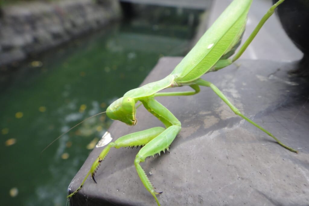 水辺のカマキリ