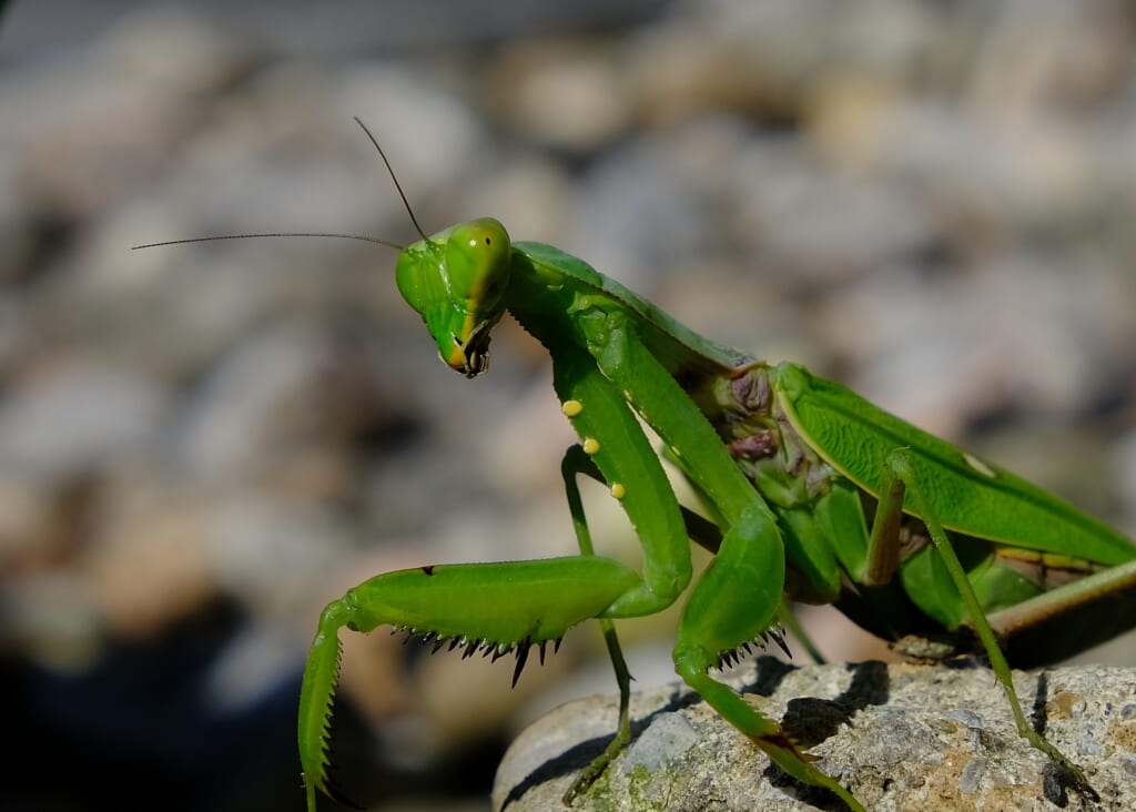 ハラビロカマキリ