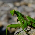 【画像】昆虫の専門家に教えてもらおう！　虫たちとの上手なつきあい方【カマキリ編】 〜 画像1