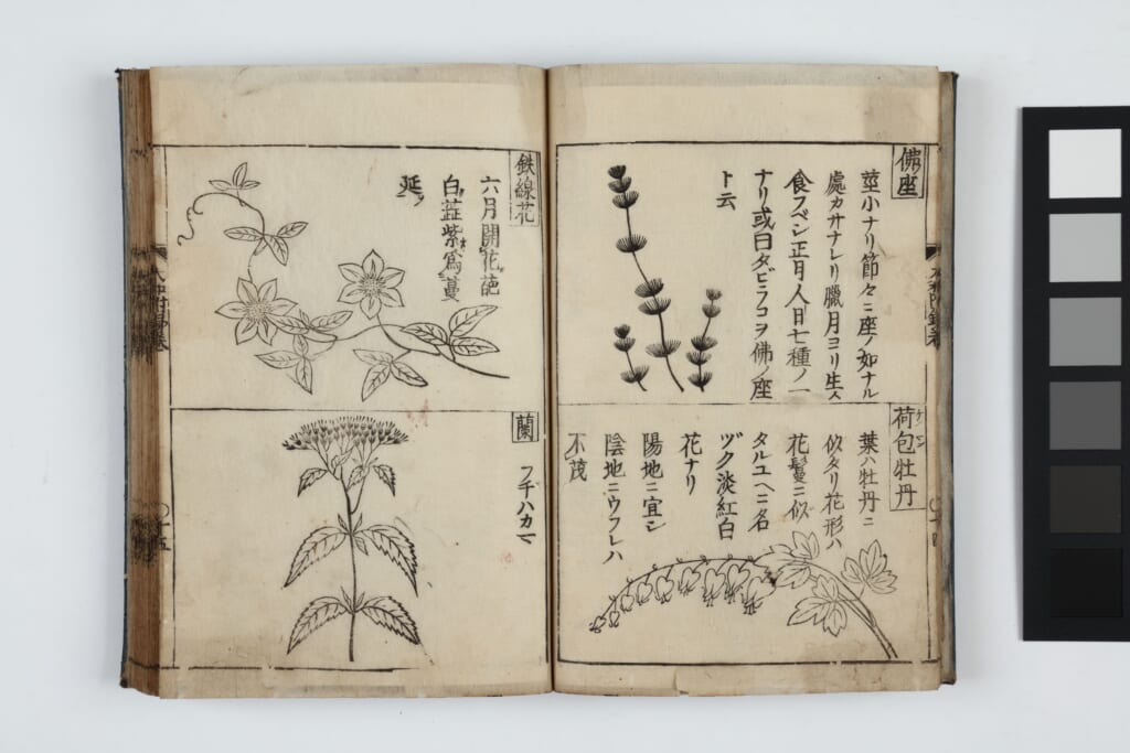 植物への恋文（ラブレター） ～本草書から牧野富太郎の手紙まで～