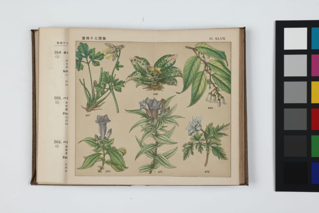 植物への恋文（ラブレター） ～本草書から牧野富太郎の手紙まで～