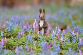 エゾエンゴサクとエゾリス