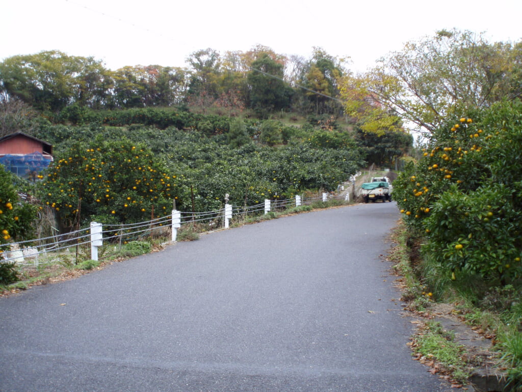 生名島のミカン畑