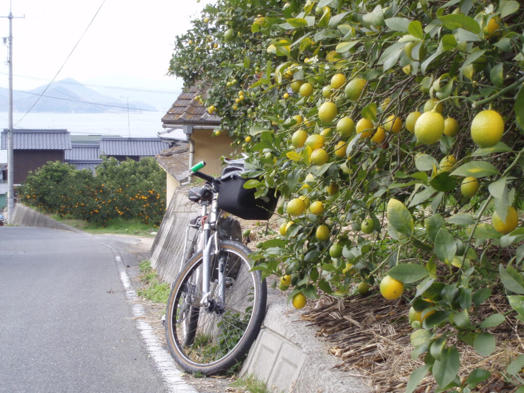 岩城橋のレモン畑