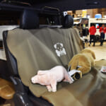 【画像】愛犬と一緒に車上泊旅！　フレックスの「DOG VAN」がワンコも人も快適な理由とは 〜 画像1
