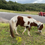 【画像】採れたてどじょうをキャンプ場で食べてみよう！ 　島根県安来市の「格安＆無料キャンプ場」2選 〜 画像1