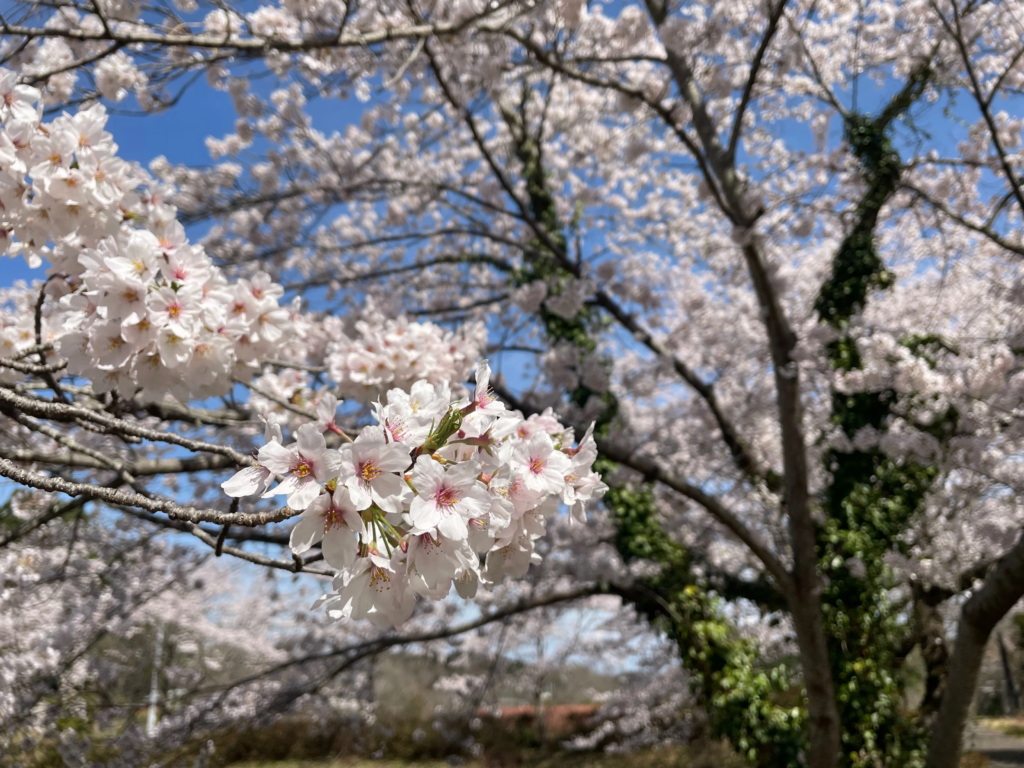 BIO-RESORT HOTEL&SPA O Park OGOSE お花見シーズンを楽しむ日帰り＆宿泊の各種プラン