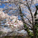 【画像】「お花見キャンプ」の準備はお早めに！　「オーパークおごせ」が桜に囲まれた貸切キャンプサイトの予約を受付中 〜 画像1